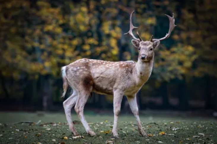 chital 1
