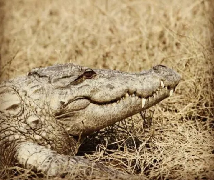 crocodile 1