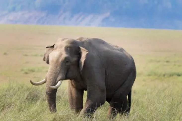 elephant 1