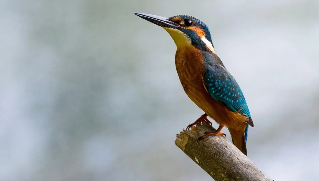 king fisher 1