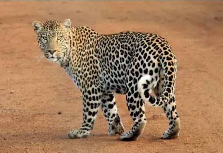 leopard 1
